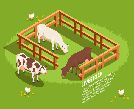 Livestock including cows in paddock, hens with chicks on pasture isometric composition on green background vector illustrationのイラスト素材