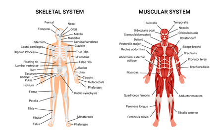 Muscular and skeletal systems anatomy chart. Complete educative guide poster, displaying human figure from front vector illustration.