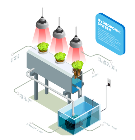 Hydroponic system infographic layout explaining method of growing plants on artificial environments without soil isometric vector illustrationのイラスト素材
