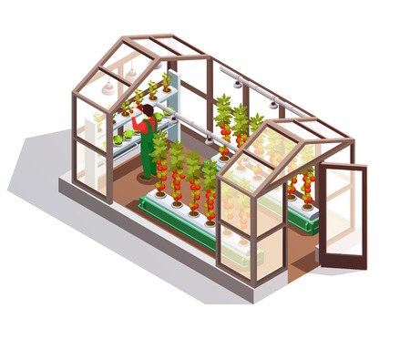 Isometric greenhouse for growing vegetables and fruits with glass walls shelves and artificial lighting isolated vector illustration のイラスト素材