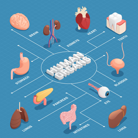 Human organs anatomy isometric flowchart with pancreas stomach liver heart eye tooth lungs brain kidneys vector illustrationのイラスト素材