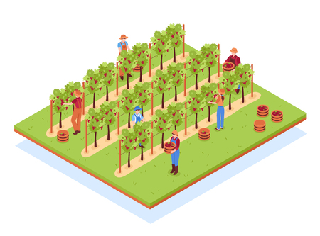 Winery isometric composition with workers in hats with baskets during harvesting on vineyard vector illustrationのイラスト素材