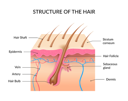 Human hair anatomy infographics with cross section of skin layers hair follicle bulb and shaft and sebaceous gland realistic vector illustrationのイラスト素材