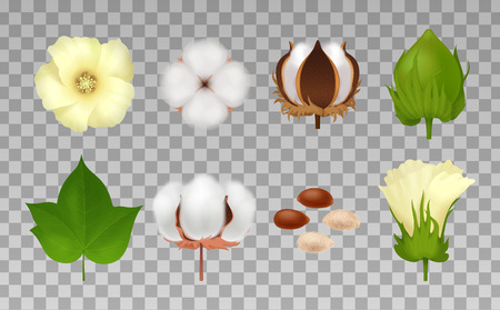 Colored cotton realistic icon set with defferent flowering stage and maturation on transporent background vector illustrationのイラスト素材