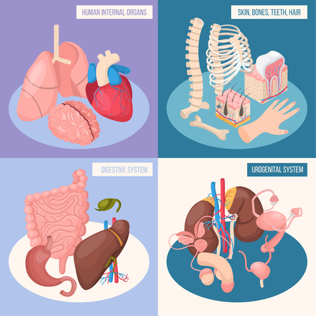 Human organs 2x2 design concept set of digestive and urogenital systems skin bones teeth hair isometric vector illustrationのイラスト素材