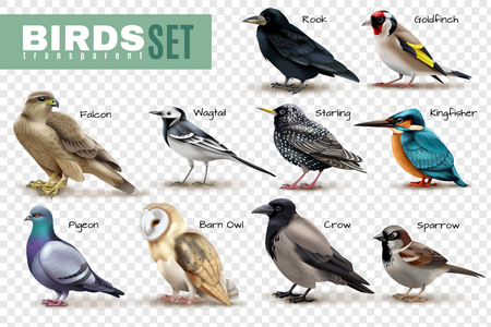 Birds on transparent background set of isolated bird images with various species and editable text captions vector illustrationのイラスト素材