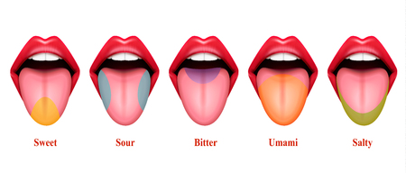 Tongue taste areas realistic vector Illustration with five basic sections of gustation exactly sweet salty sour bitter and umamiのイラスト素材