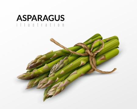 Fresh green asparagus bunch tied with brown string farm market healthy food realistic closeup image vector illustrationのイラスト素材