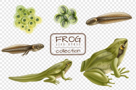 Frog life cycle stages realistic set with adult animal fertilized eggs tadpole froglet transparent background vector illustrationのイラスト素材