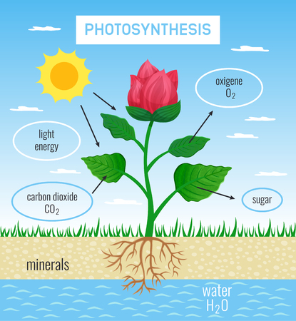 Biological photosynthesis role in plant growth flat educational poster depicting conversion solar energy to chemical vector illustration のイラスト素材