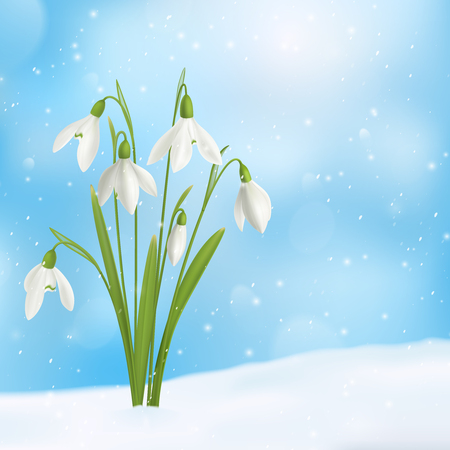 Realistic snowdrop flower snow composition with bunch of flowers grown through snow surface with snowflakes sky vector illustrationのイラスト素材