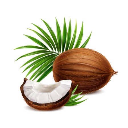 Coconut fresh whole and segment with white flesh closeup realistic composition with palm frond leaves vector illustrationのイラスト素材