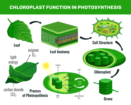 Chloroplast converting light energy into sugar for green plant cells food photosynthesis infographic elements schema vector illustrationのイラスト素材