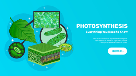 Photosynthesis basic information website horizontal banner design with green leaves cells chloroplasts chlorophyll structure background vector illustrationのイラスト素材