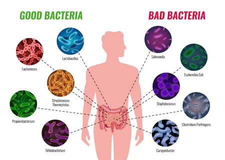 Good and bad bacteria poster with healthcare and treatment symbols flat  vector illustrationのイラスト素材