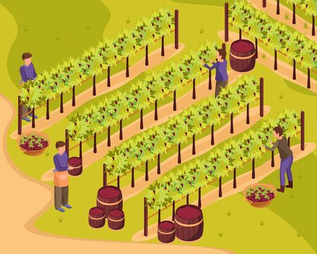Wine production background with harvest and wineyard symbols isometric vector illustrationのイラスト素材