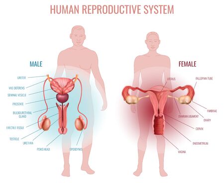 Realistic set with male and female reproductive system and silhouette of man and woman isolated vector illustrationのイラスト素材