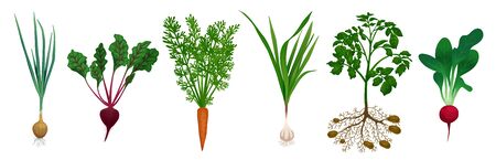 Set with images of beet carrot potato onion radish garlic kitchen garden vegetables on blank background vector illustrationのイラスト素材