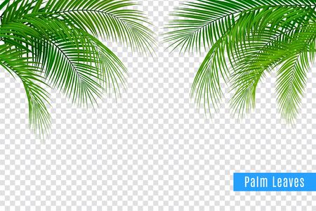 Tropical leaves palm branch realistic frame composition with transparent background and clusters of leaves with text vector illustrationのイラスト素材