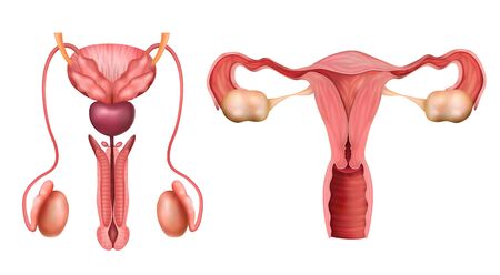 Male and female reproductive system organs realistic set isolated on white background vector illustrationのイラスト素材
