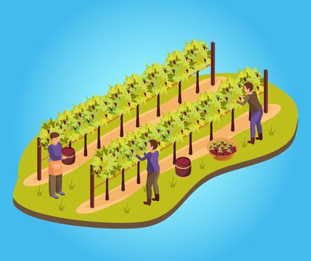 Wine production background with harvest and vineyard symbols isometric vector illustrationのイラスト素材