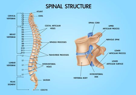 Human vertebral column spinal structure chart realistic medical education anatomy  textbook...