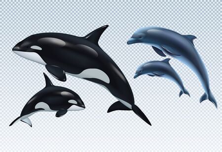 Couples dolphin and killer whale realistic transparent icon set parent and baby vector illustrationのイラスト素材