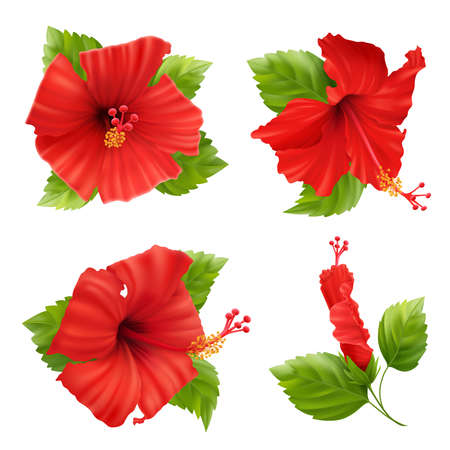 Realistic set of isolated hibiscus flower images with leaves and stems on blank background vector illustrationのイラスト素材
