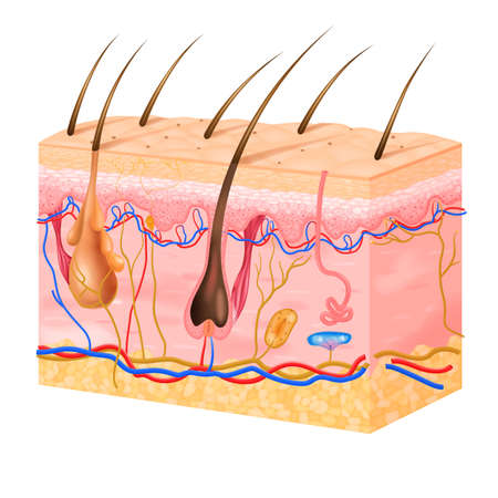 Realistic skin structure with its layers and hairs vector illustrationのイラスト素材