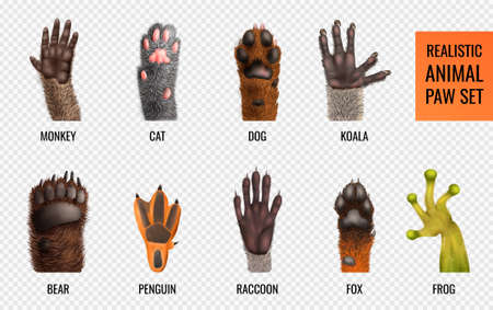 Labeled animal paws of different wild and domestic animals and amphibia realistic set isolated on transparent background vector illustrationのイラスト素材