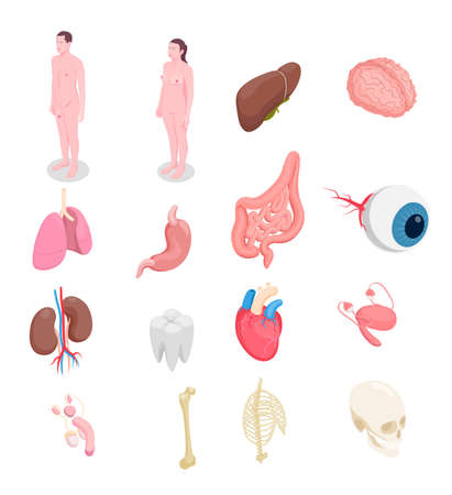 Human organs isometric icons set with male and female bodies liver eye bones kidneys heart isolated on white background 3d vector illustrationのイラスト素材