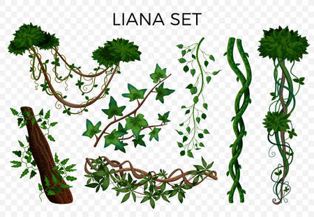 Tropical rainforest jungle climbing plants twining lianas hedera ivy vine realistic elements set transparent background vector illustrationのイラスト素材