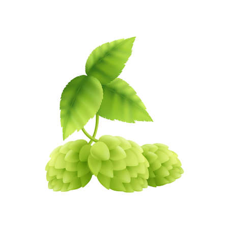 Beer ingredient realistic composition with ripe hop plant on blank background vector illustrationのイラスト素材