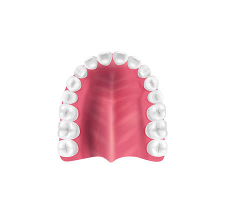 Realistic tooth anatomy composition with top view of lower jaw bone with teeth vector illustrationのイラスト素材