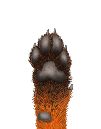 Fox Paw Iconのイラスト素材