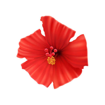 Realistic gorgeous red hibiscus flower front view vector illustrationのイラスト素材