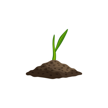 Realistic Wheat Sproutのイラスト素材