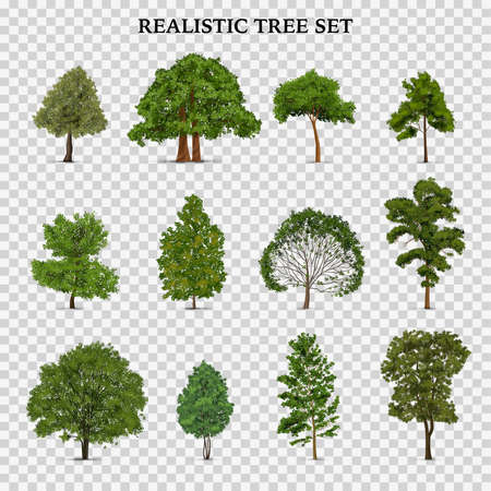 Realistic Trees Transparent Setのイラスト素材