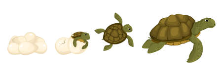 Turtle Life Cycle Setのイラスト素材