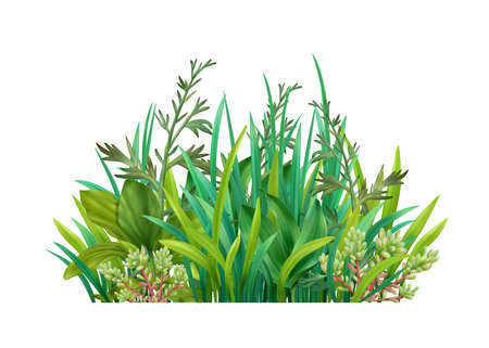 Grasses Realistic Icon illustrationのイラスト素材