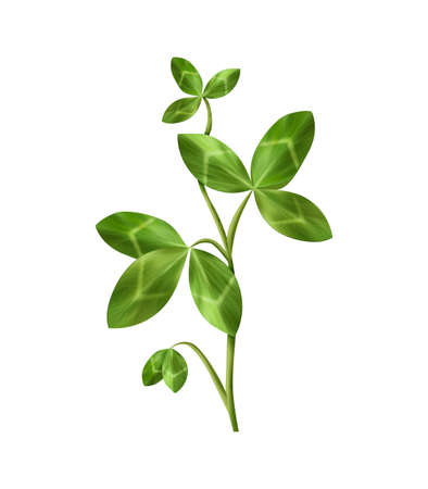 Clover Realistic Icon illustrationのイラスト素材