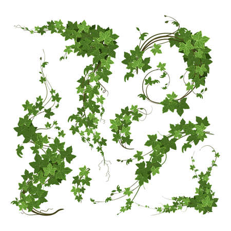 Branches Of Ivy Compositionのイラスト素材