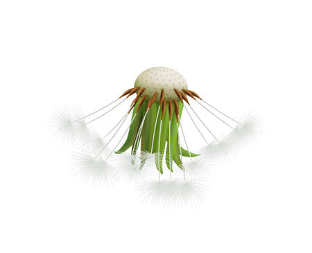 Realistic Dandelion Headのイラスト素材