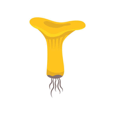 Flat icon with raw yellow chanterelle mushroom on white background vector illustrationのイラスト素材