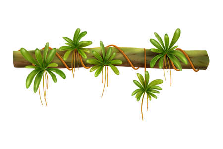 Realistic Vine Illustrationのイラスト素材