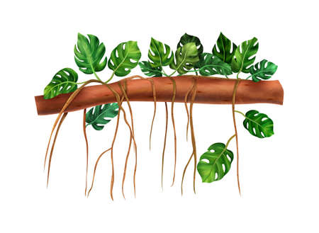 Realistic Monstera Vineのイラスト素材