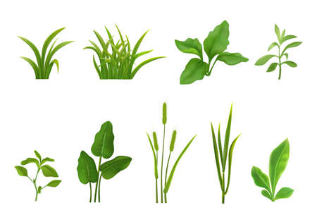 Grass Leaves Realistic Setのイラスト素材