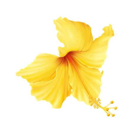 Realistic Hibiscus Iconのイラスト素材