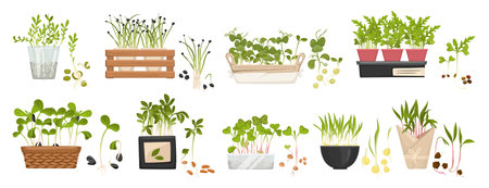 Microgreen Big Icon Setのイラスト素材
