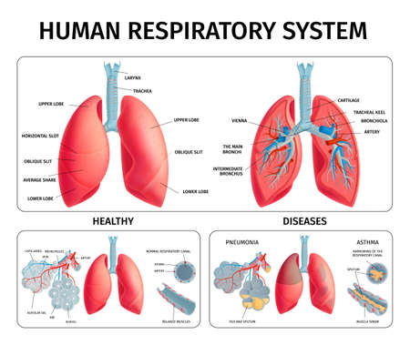Human Lung Anatomy Infographicsのイラスト素材
